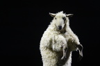 The Sheep Song - FC Bergman - Toneelhuis