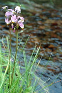 Yosemite 010