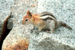 Yosemite 220