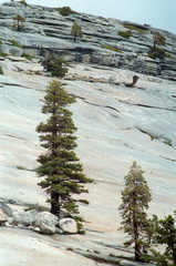 Yosemite 230