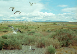 Lac Mono 080