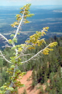 Bryce Canyon 270