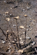 Salang 030