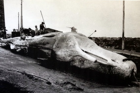 SON2445