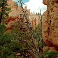 Bryce Canyon 090
